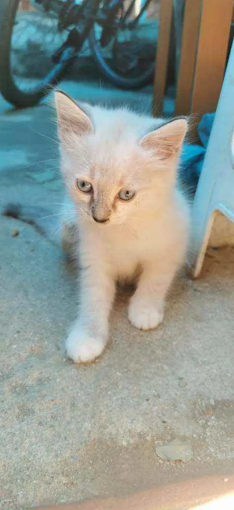 Gato ra a Siames idade Abaixo de 2 meses nome Noelle