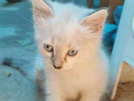 Gato ra a Siames idade Abaixo de 2 meses nome Noelle