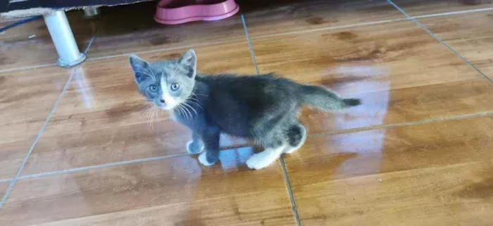 Gato ra a SRD idade 2 a 6 meses nome Noah
