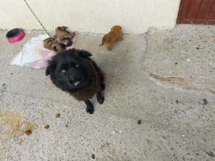 Cachorro ra a Chow Chow idade 3 anos nome Bela 