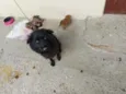 Bela