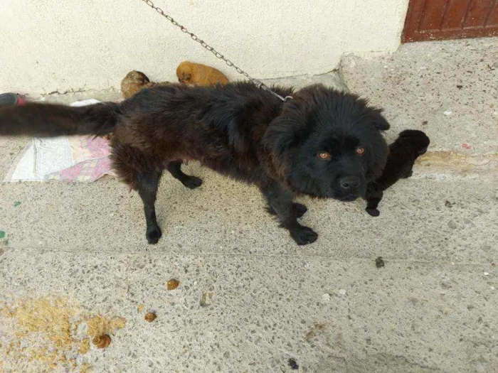 Cachorro ra a Chow Chow idade 3 anos nome Bela 