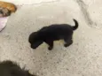 Bela 