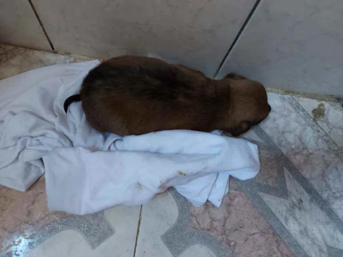 Cachorro ra a Chow Chow idade 3 anos nome Bela 