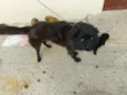Bela 