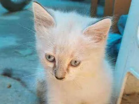 Gato ra a Siames idade Abaixo de 2 meses nome Noelle