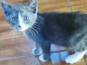 Gato raça SRD idade 2 a 6 meses nome Noah