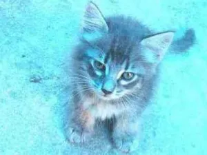 Gato raça SRD idade 2 a 6 meses nome Noel