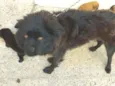 Bela 