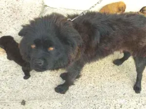 Cachorro raça Chow Chow idade 3 anos nome Bela 