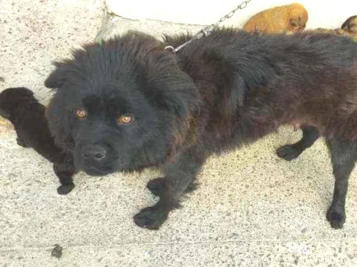 Cachorro ra a Chow Chow idade 3 anos nome Bela 