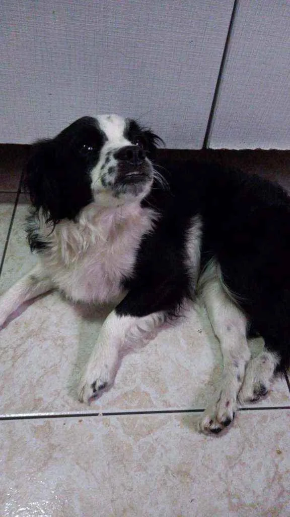 Cachorro ra a Border Collie idade 2 anos nome Nina 