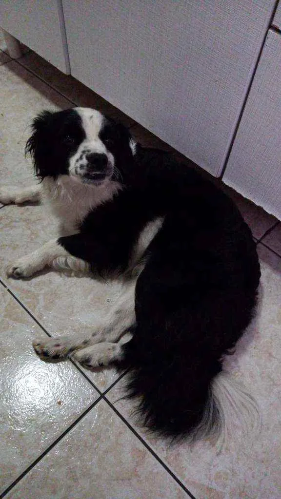 Cachorro ra a Border Collie idade 2 anos nome Nina 