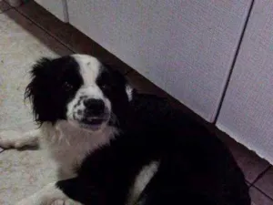 Cachorro raça Border Collie idade 2 anos nome Nina 