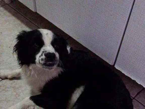 Cachorro ra a Border Collie idade 2 anos nome Nina 