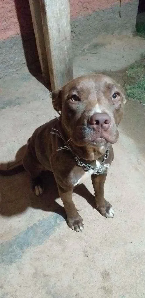 Cachorro ra a Pitbull  idade 7 a 11 meses nome Penelope