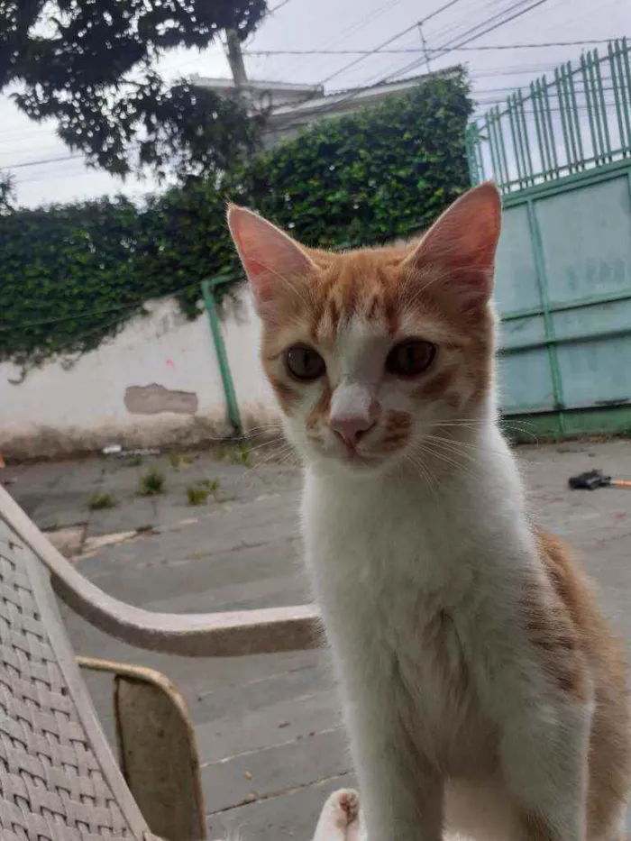 Gato ra a Vira lata  idade 2 a 6 meses nome Fofuxo