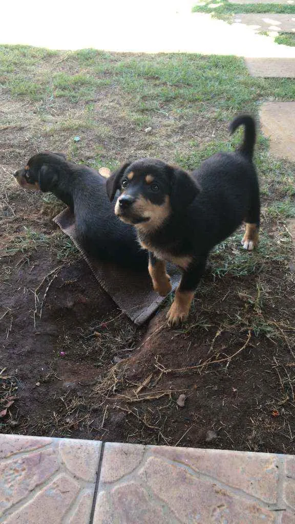 Cachorro ra a indefinida idade Abaixo de 2 meses nome Bebezinha