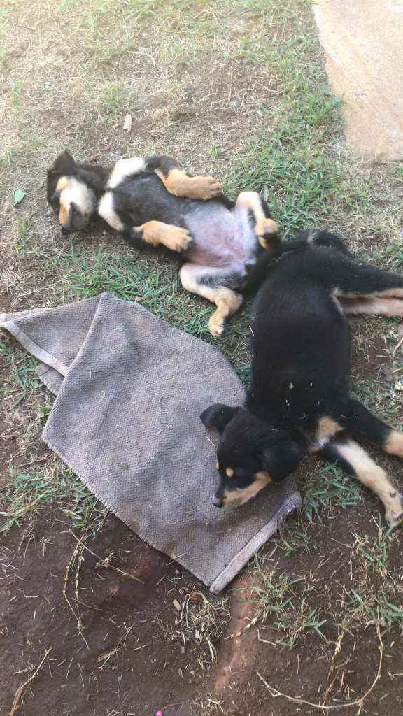 Cachorro ra a indefinida idade Abaixo de 2 meses nome Bebezinha
