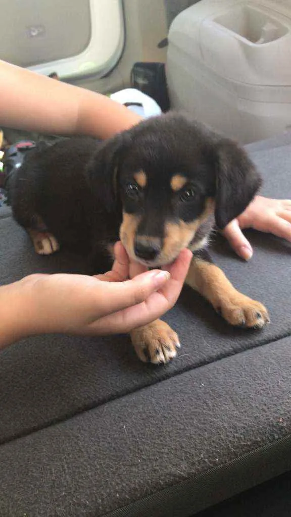Cachorro ra a indefinida idade Abaixo de 2 meses nome Bebezinha