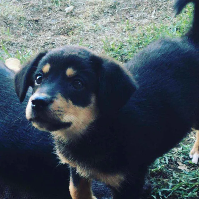 Cachorro ra a indefinida idade Abaixo de 2 meses nome Bebezinha
