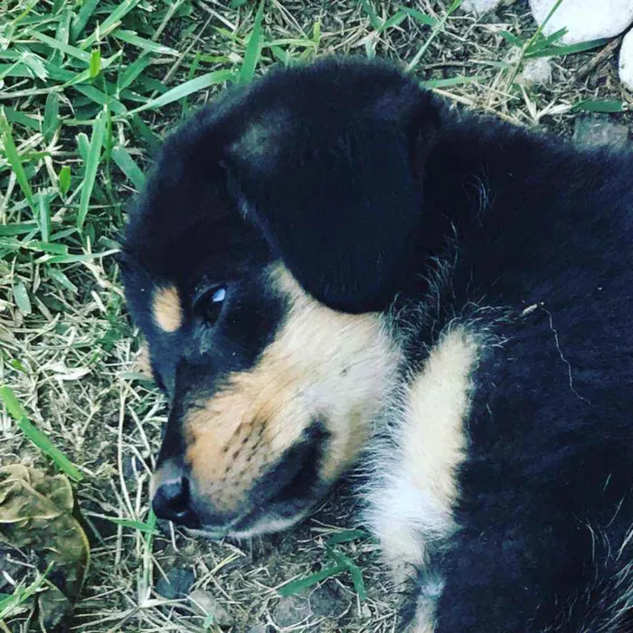 Cachorro ra a indefinida idade Abaixo de 2 meses nome Bebezinha