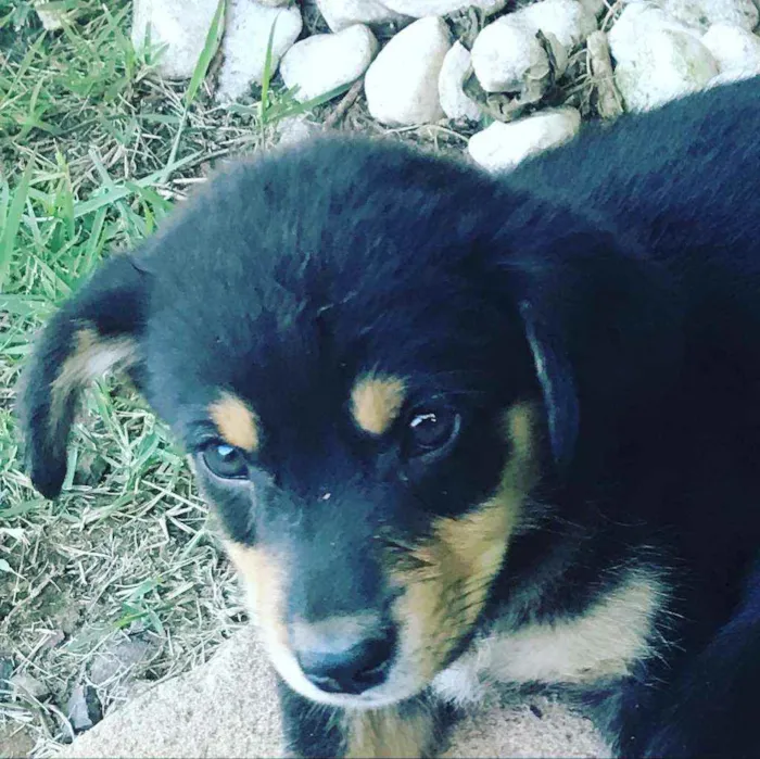 Cachorro ra a indefinida idade Abaixo de 2 meses nome Bebezinha