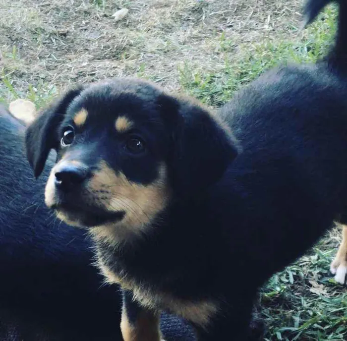 Cachorro ra a indefinida idade Abaixo de 2 meses nome Bebezinha