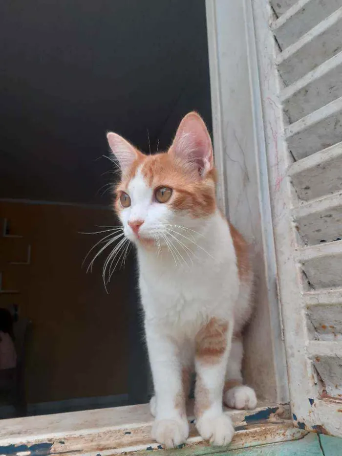 Gato ra a Vira lata  idade 2 a 6 meses nome Bonitão 