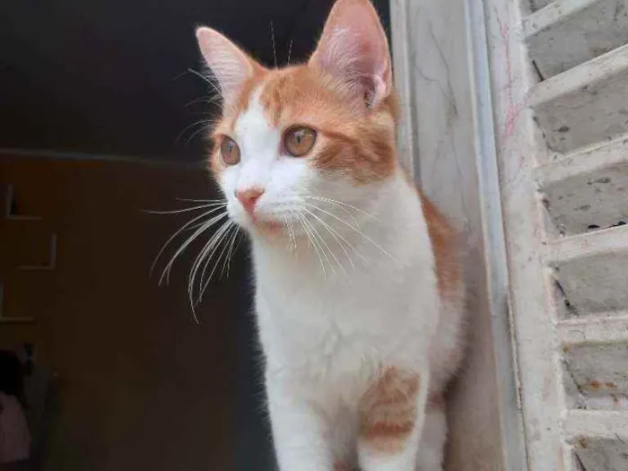 Gato ra a Vira lata  idade 2 a 6 meses nome Bonitão 