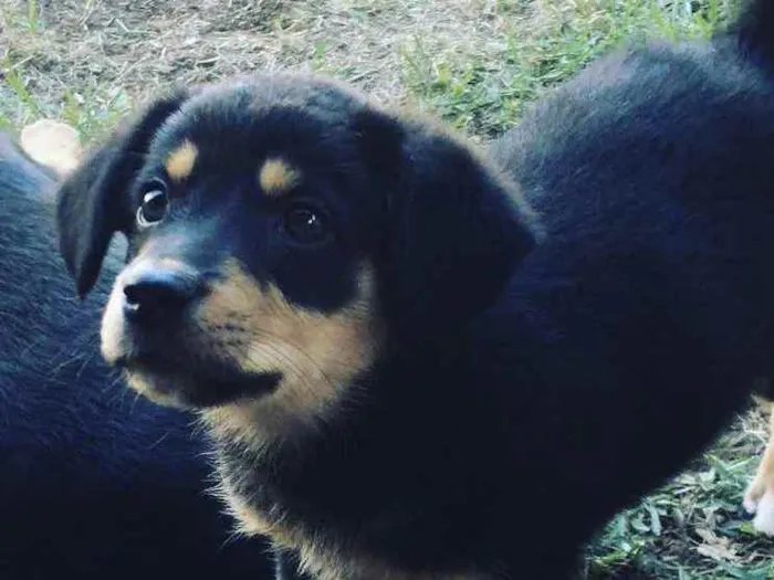 Cachorro ra a indefinida idade Abaixo de 2 meses nome Bebezinha