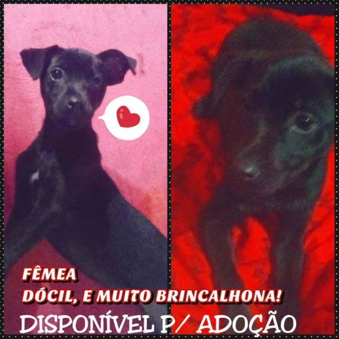 Cachorro ra a sem raca definida idade 2 a 6 meses nome Pretinha