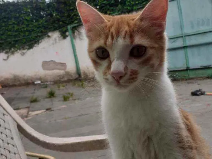 Gato ra a Vira lata  idade 2 a 6 meses nome Lindona