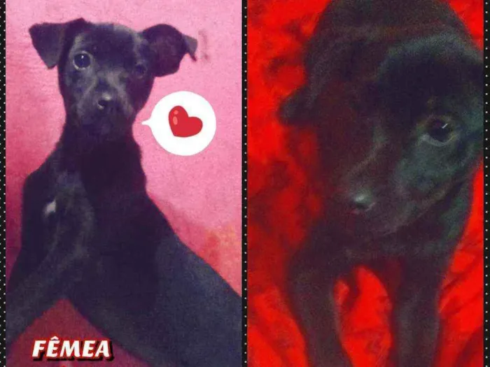 Cachorro ra a sem raca definida idade 2 a 6 meses nome Pretinha