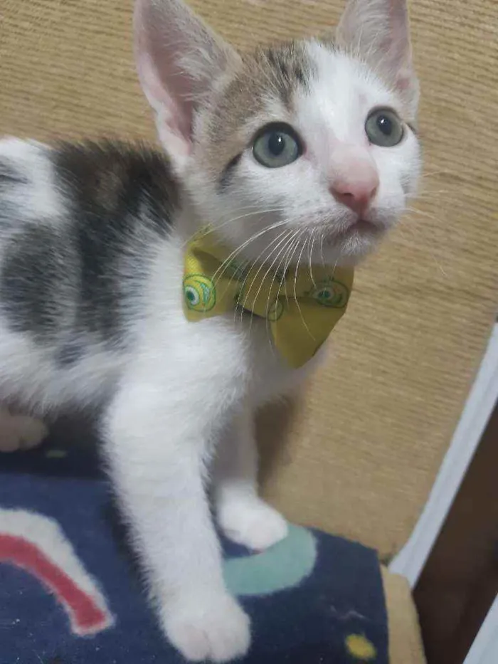Gato ra a SRD idade Abaixo de 2 meses nome Frederico
