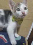 Frederico