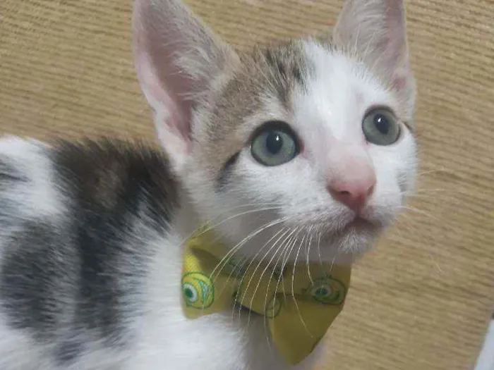 Gato ra a SRD idade Abaixo de 2 meses nome Frederico