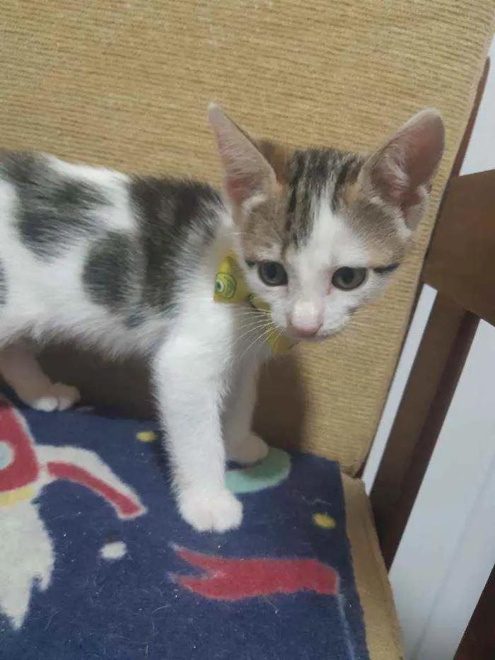 Gato ra a SRD idade Abaixo de 2 meses nome Frederico