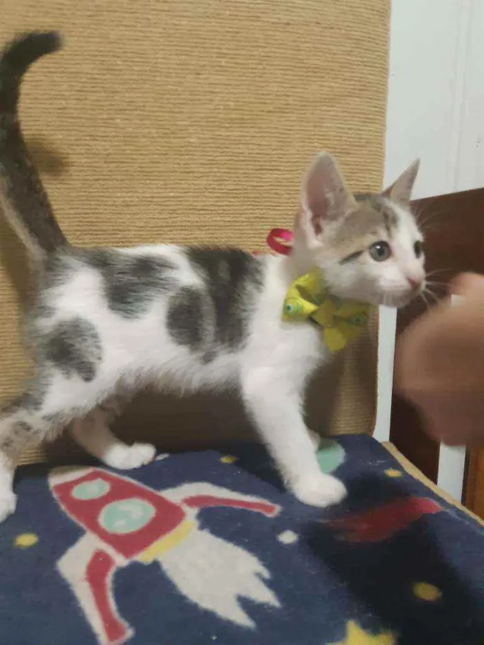 Gato ra a SRD idade Abaixo de 2 meses nome Frederico