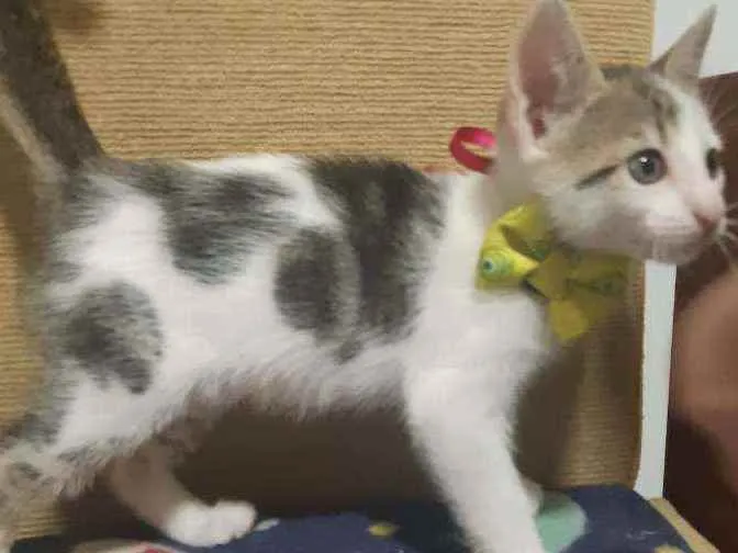 Gato ra a SRD idade Abaixo de 2 meses nome Frederico