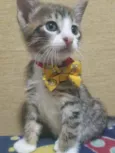Carlitos
