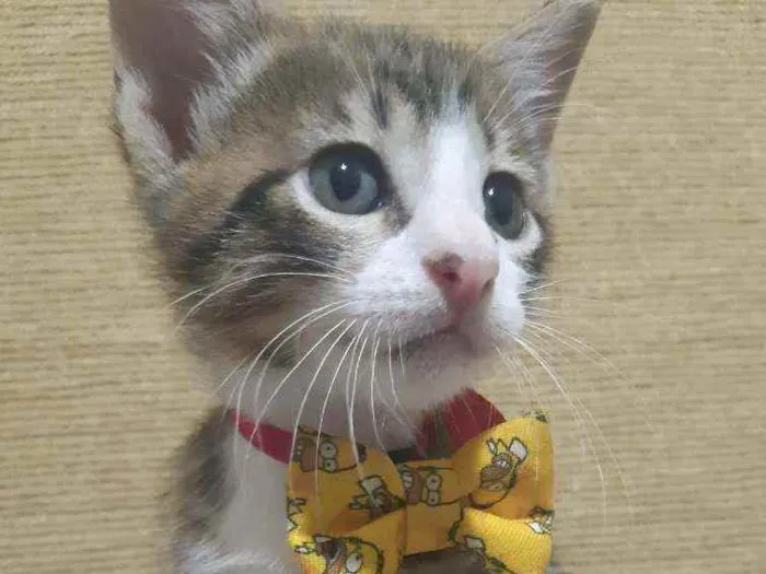Gato ra a SRD idade Abaixo de 2 meses nome Carlitos 