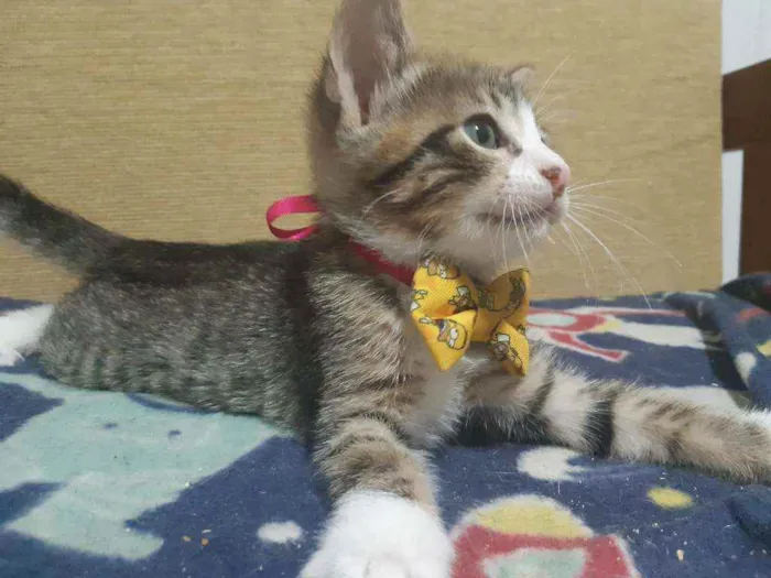 Gato ra a SRD idade Abaixo de 2 meses nome Carlitos 