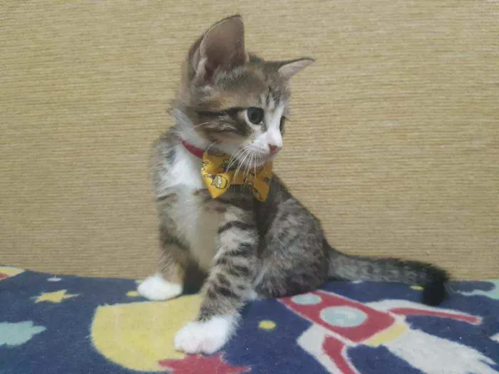 Gato ra a SRD idade Abaixo de 2 meses nome Carlitos 