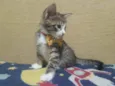 Carlitos