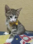 Carlitos
