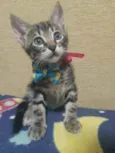 Pedro