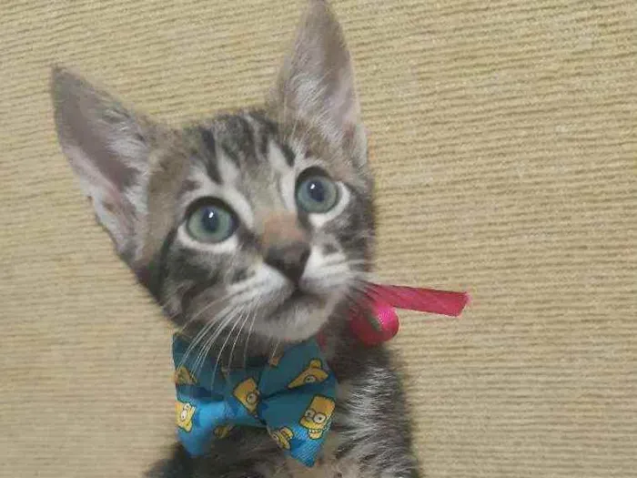 Gato ra a SRD idade Abaixo de 2 meses nome Pedro
