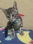 Pedro
