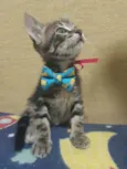 Pedro